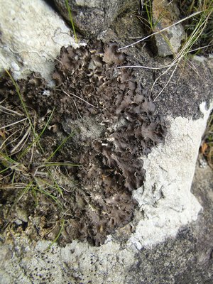[Nephroma foliolatum]